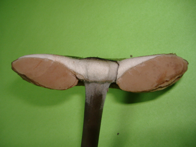 Fungo di citta''